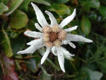 Эдельвейс камчатский — Leontopodium kamtschaticum Kom. (семейство Астровые — Asteraceae)
