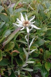 Эдельвейс камчатский — Leontopodium kamtschaticum Kom. (семейство Астровые — Asteraceae)