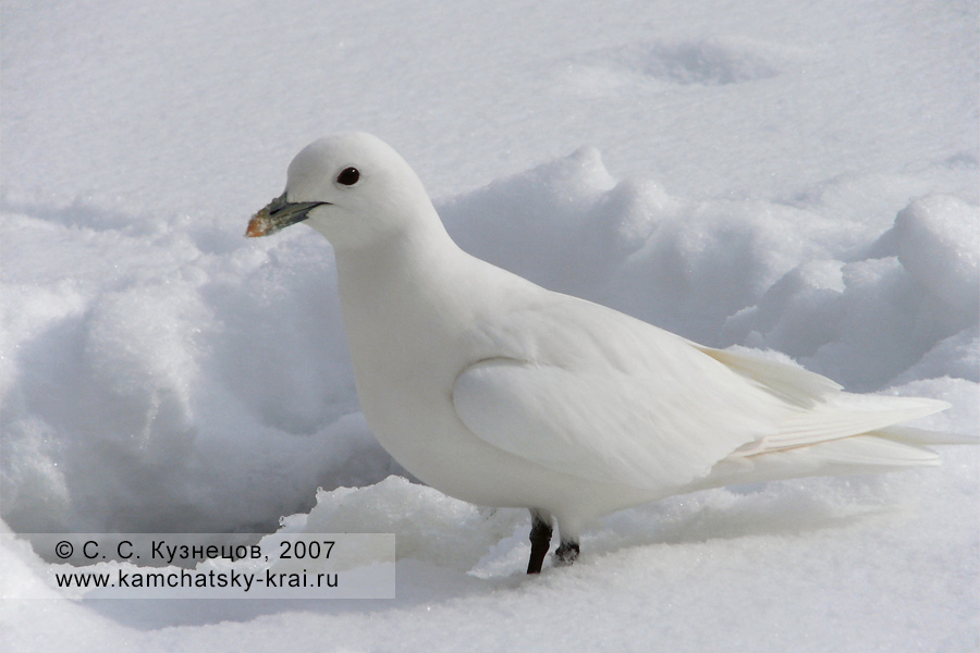 Белая чайка на снегу