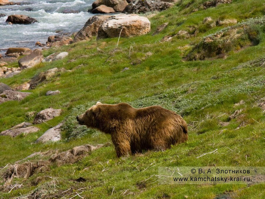 Камчатский бурый медведь на берегу реки Гейзерной (Долина гейзеров)