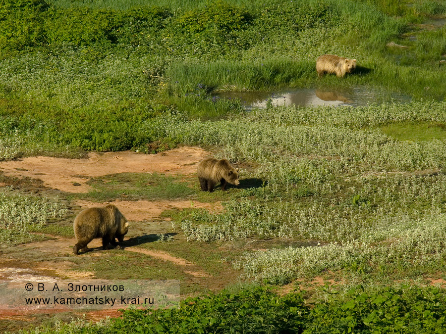 Семья камчатских бурых медведей в кальдере вулкана Узон