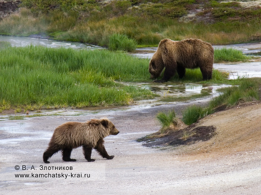 Семья камчатских бурых медведей на Узоне