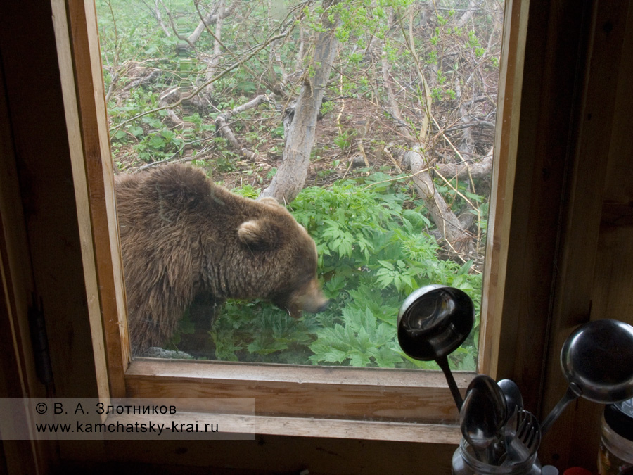 Камчатский бурый медведь в Долине гейзеров у кордона Кроноцкого заповедника