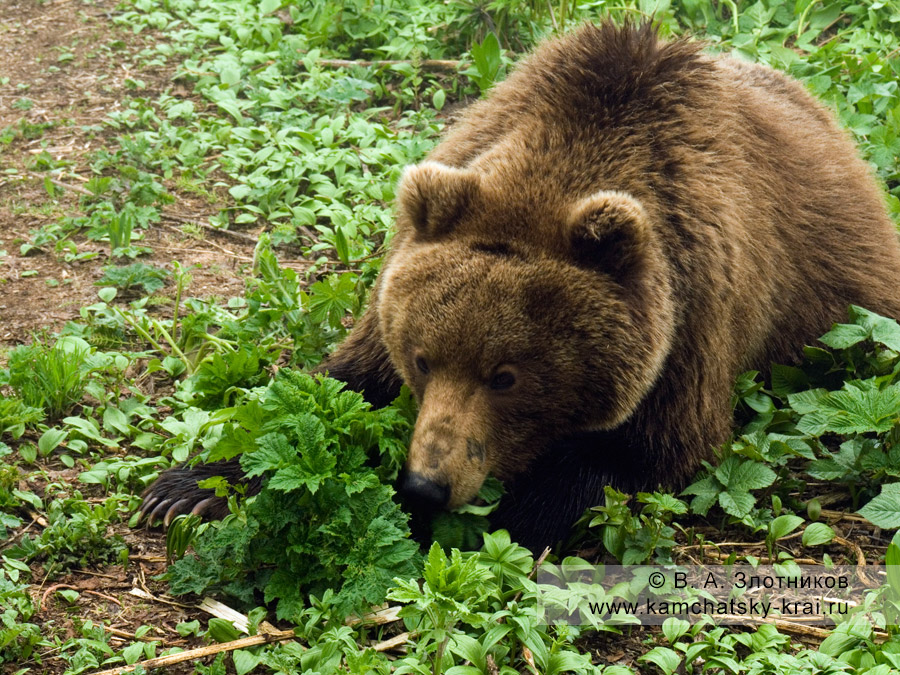 Молодой камчатский бурый медведь в Долине гейзеров
