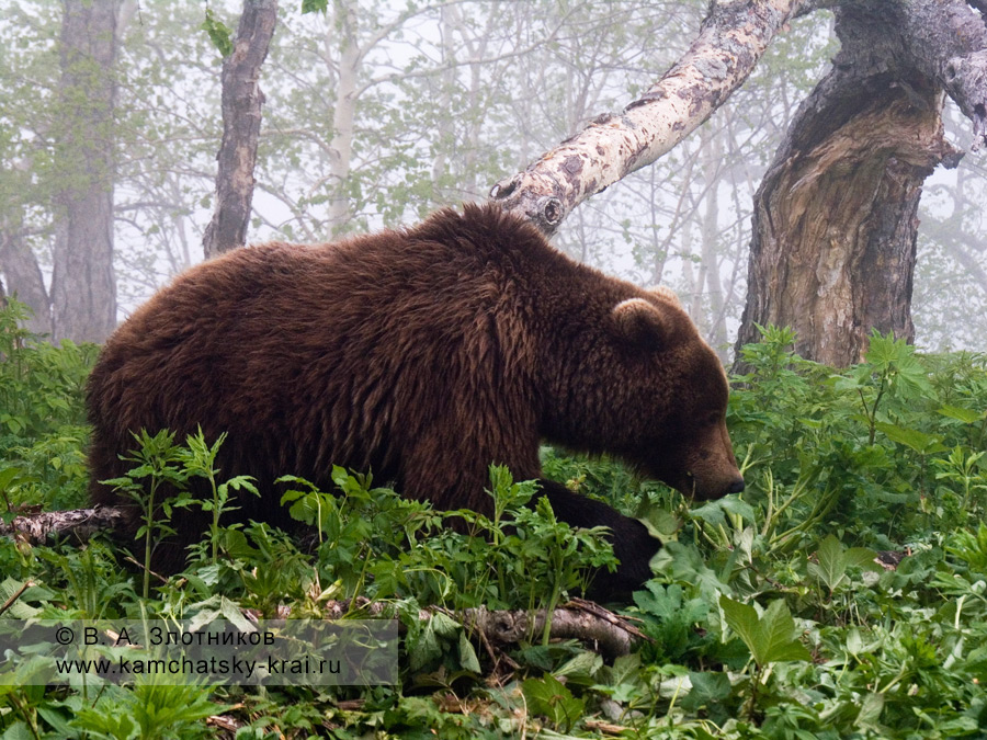 Камчатский бурый медведь на пастбище в Долине гейзеров