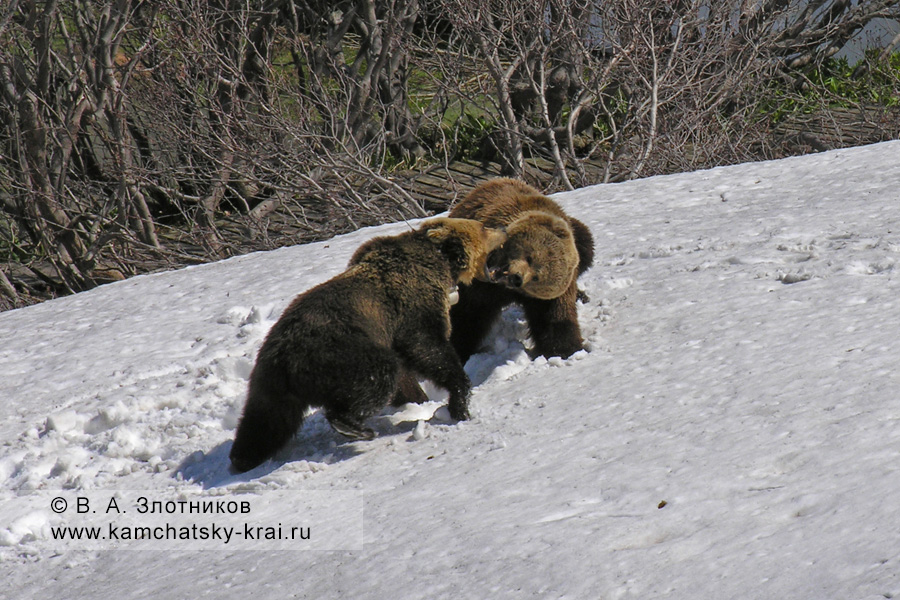 Меченая медведица с молодым медведем в период гона