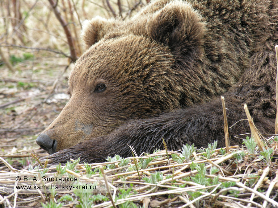 Камчатский бурый медведь. Портрет