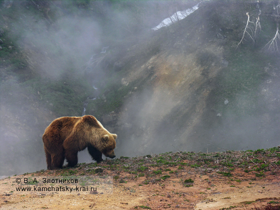 Камчатский бурый медведь у гейзера Аверий в Долине гейзеров