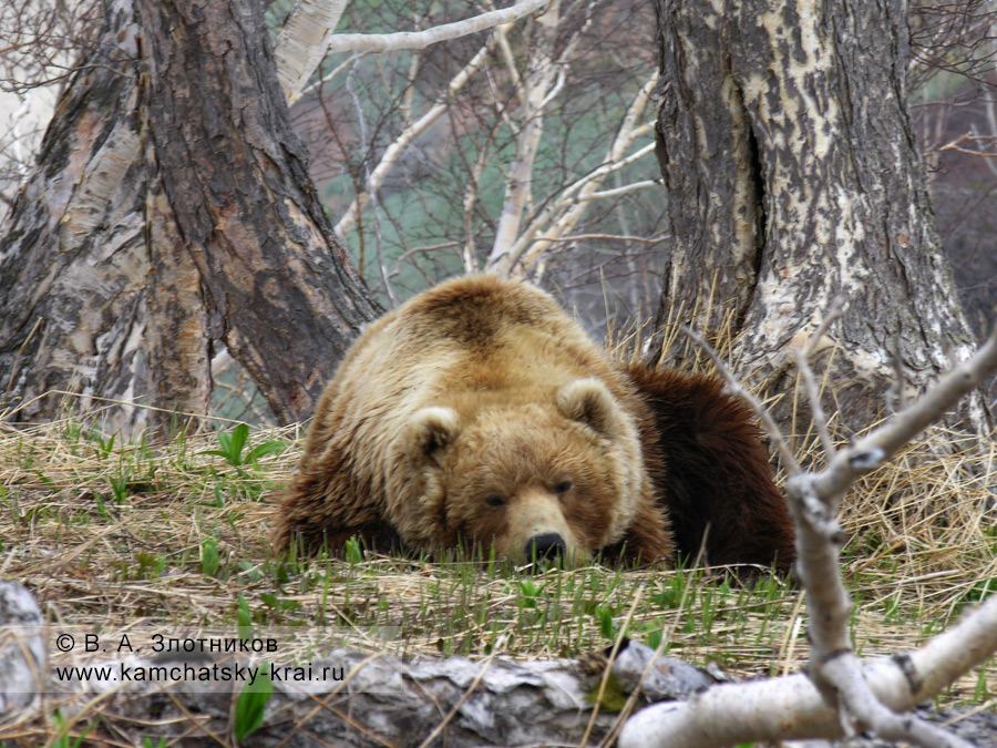 Камчатский бурый медведь лежит в районе ручья Горячего в Долине гейзеров