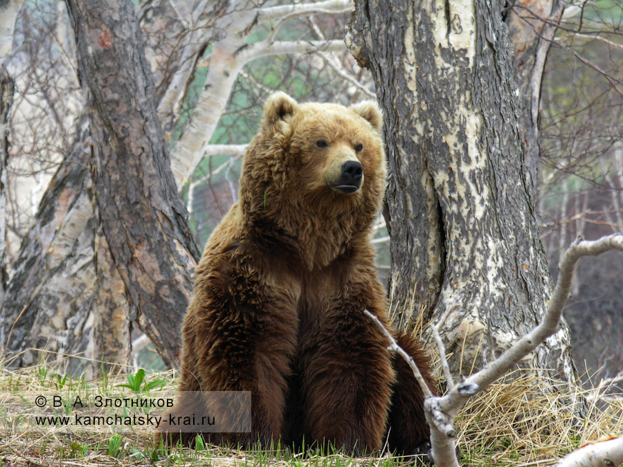 Камчатский бурый медведь в районе ручья Горячего (Долина гейзеров)