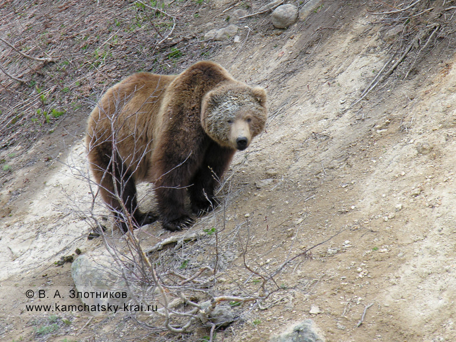 Камчатский бурый медведь в районе гейзера Аверий