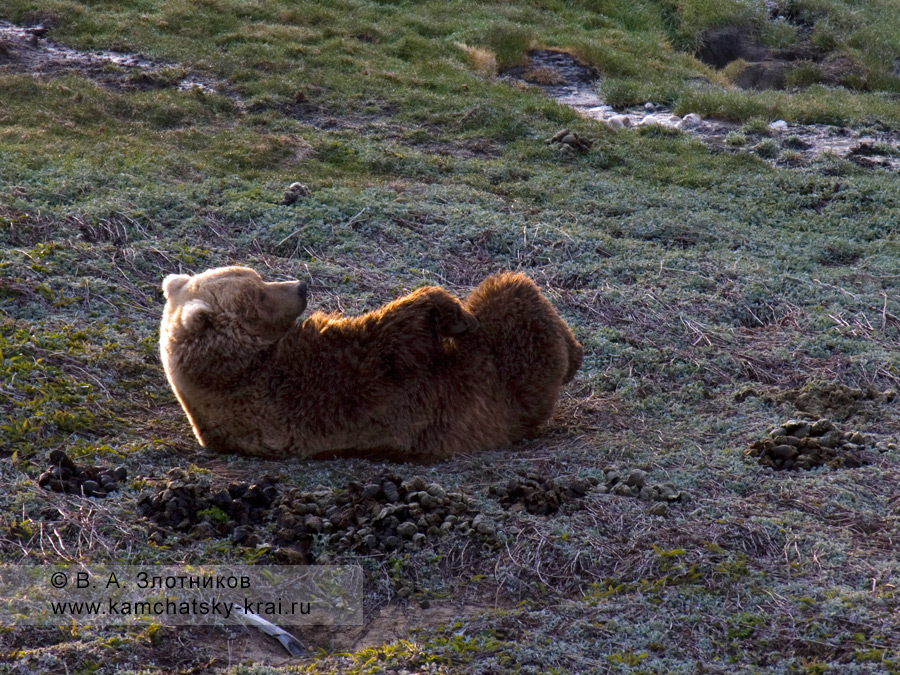 Камчатский бурый медведь. Характерная лежка медведя