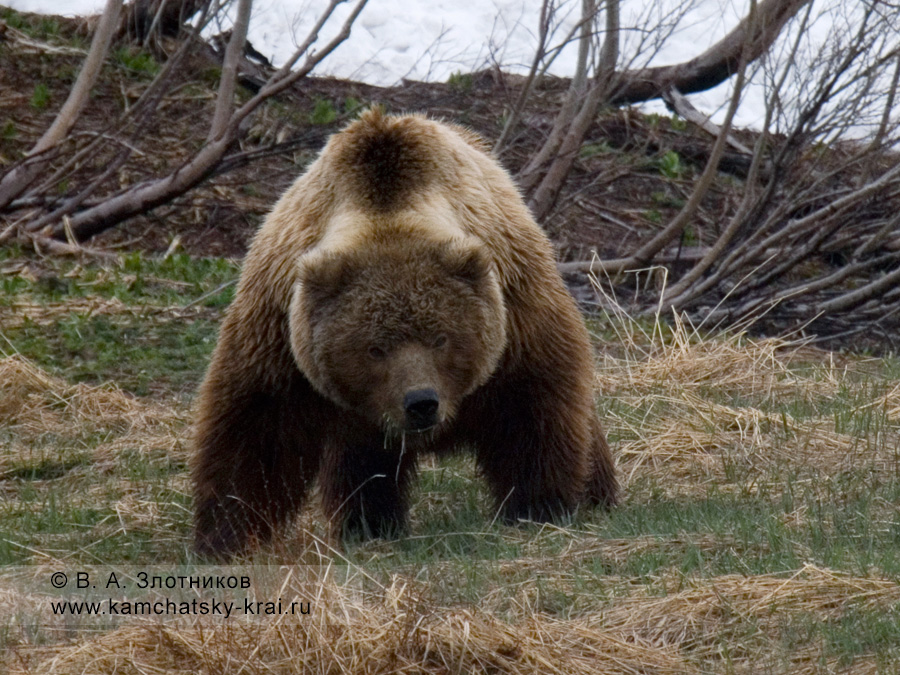 Камчатский бурый медведь на пастбище (медведь ослеп от солнца)