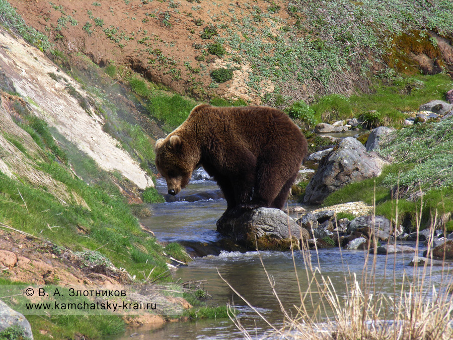 Бурый медведь Камчатки. Из серии Переправа через ручей Водопадный