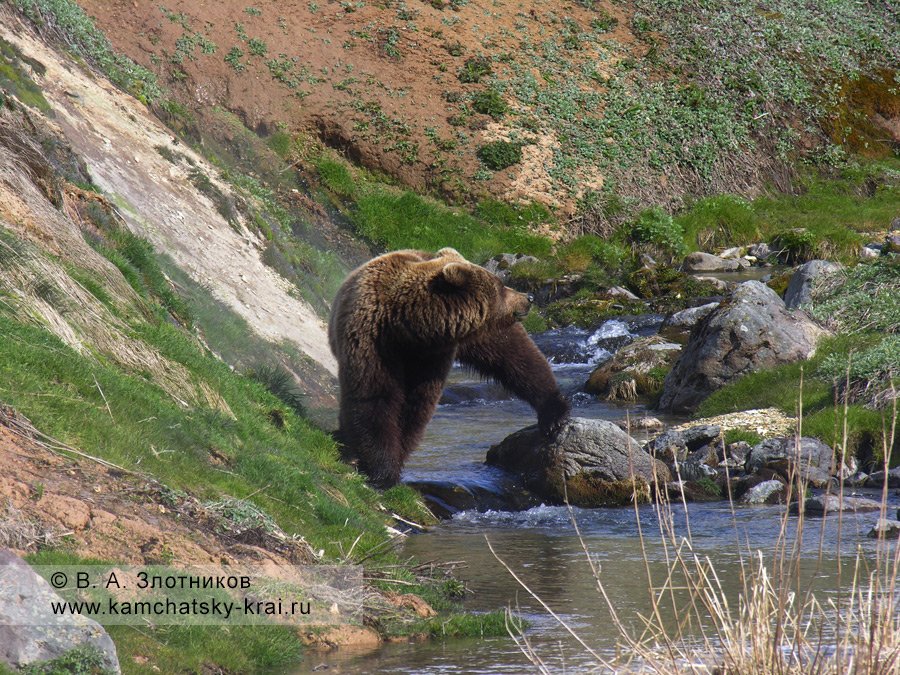 Бурый камчатский медведь. Из серии Переправа через ручей Водопадный