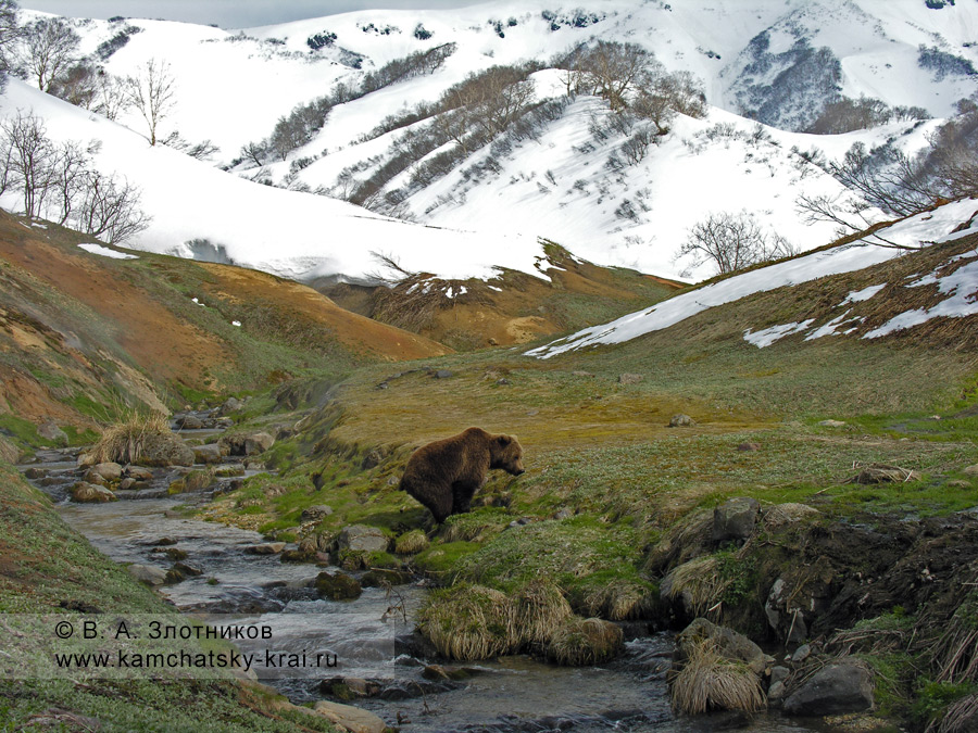 Камчатский бурый медведь у ручья Водопадного в Долине гейзеров
