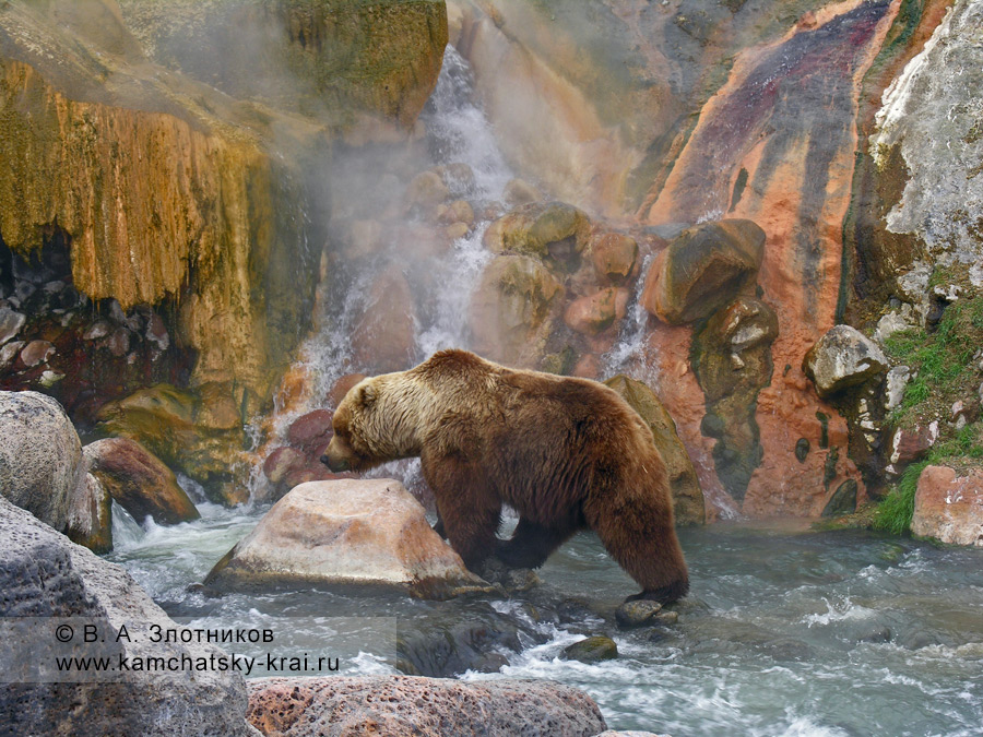 Бурый медведь Камчатки. Медвежий переход под источником Малахитовый Грот в Долине гейзеров