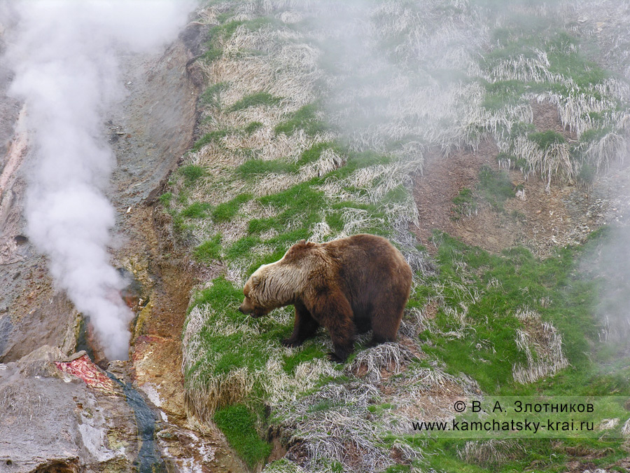Камчатский бурый медведь в Долине гейзеров на Камчатке