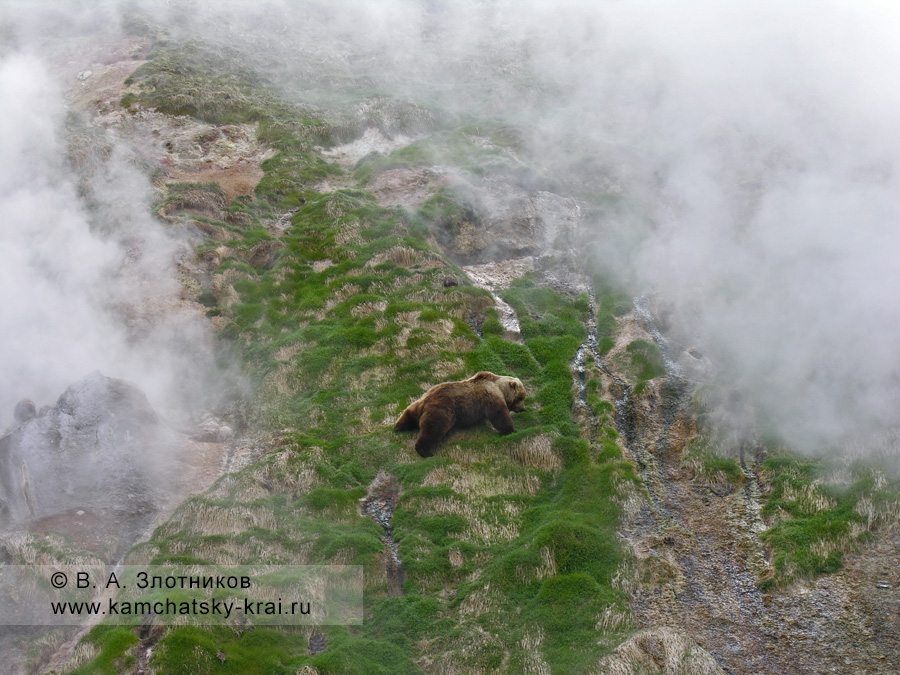 Бурый медведь Камчатки в Долине гейзеров