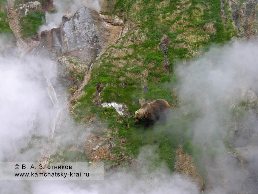 Камчатский бурый медведь в Долине гейзеров. Слева вверху — пульсирующий источник Бастион