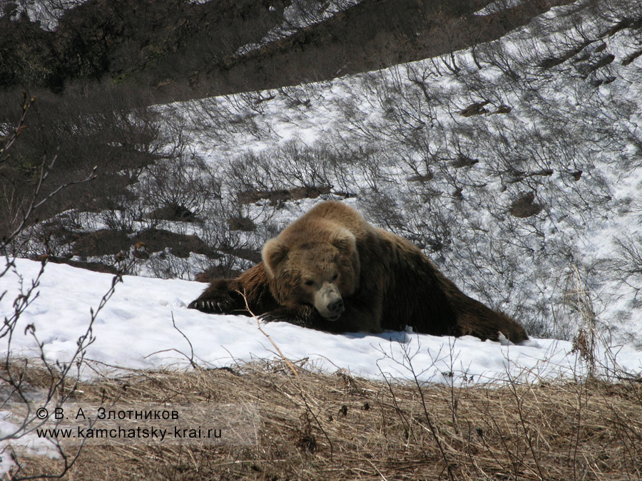 Камчатский бурый медведь на отдыхе