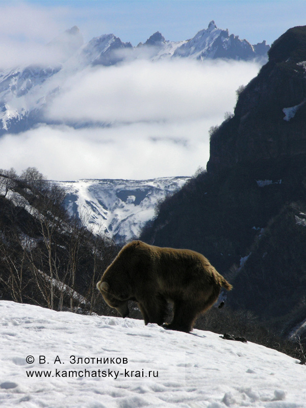 Камчатский бурый медведь делает свои дела