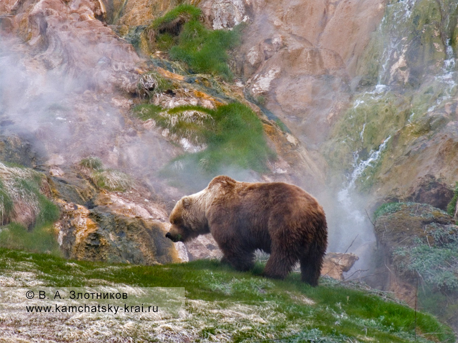 Камчатский бурый медведь ест траву на пастбище у Витража в Долине гейзеров