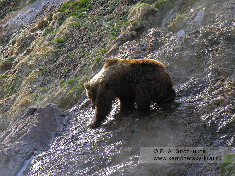 Камчатский бурый медведь на гейзеритовых натеках в Долине гейзеров