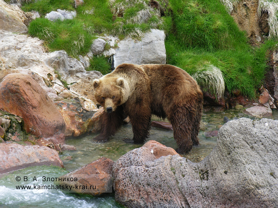 Камчатский бурый медведь. У Витража, берег реки Гейзерной, Долина гейзеров