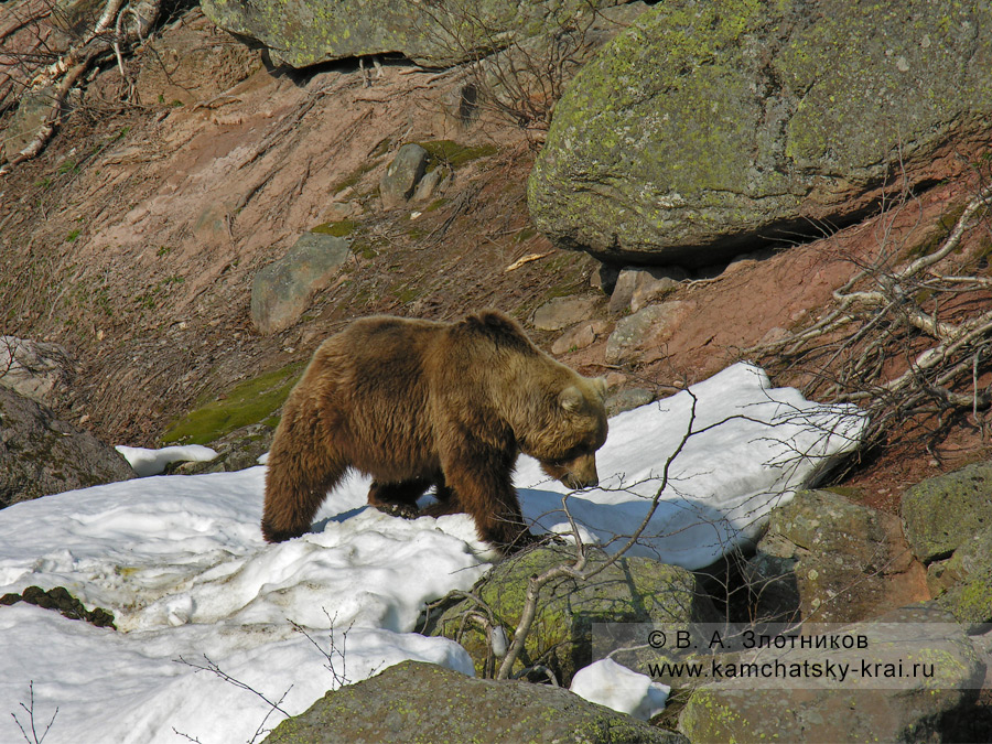 Камчатский бурый медведь в камнях у реки Гейзерной в Долине гейзеров
