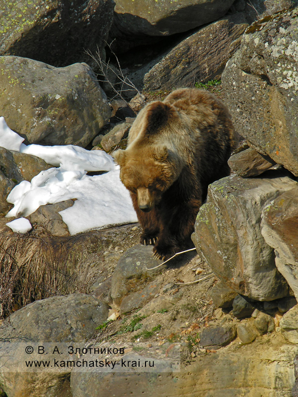 Бурый медведь Камчатки в камнях у реки Гейзерной в Долине гейзеров