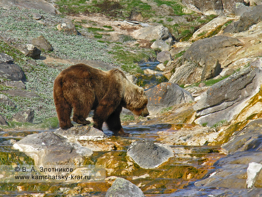Бурый медведь на сливе с гейзера Великан в Долине гейзеров на Камчатке