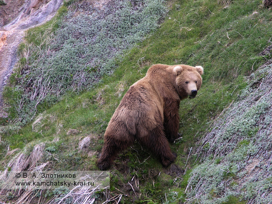 Камчатский бурый медведь, раскорячившийся на склоне