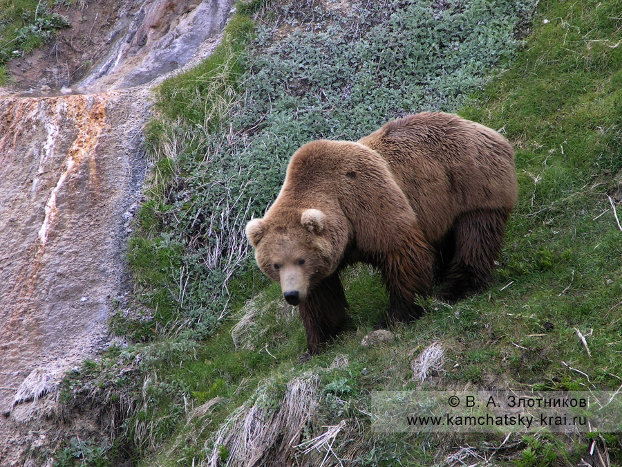 Крупный камчатский бурый медведь