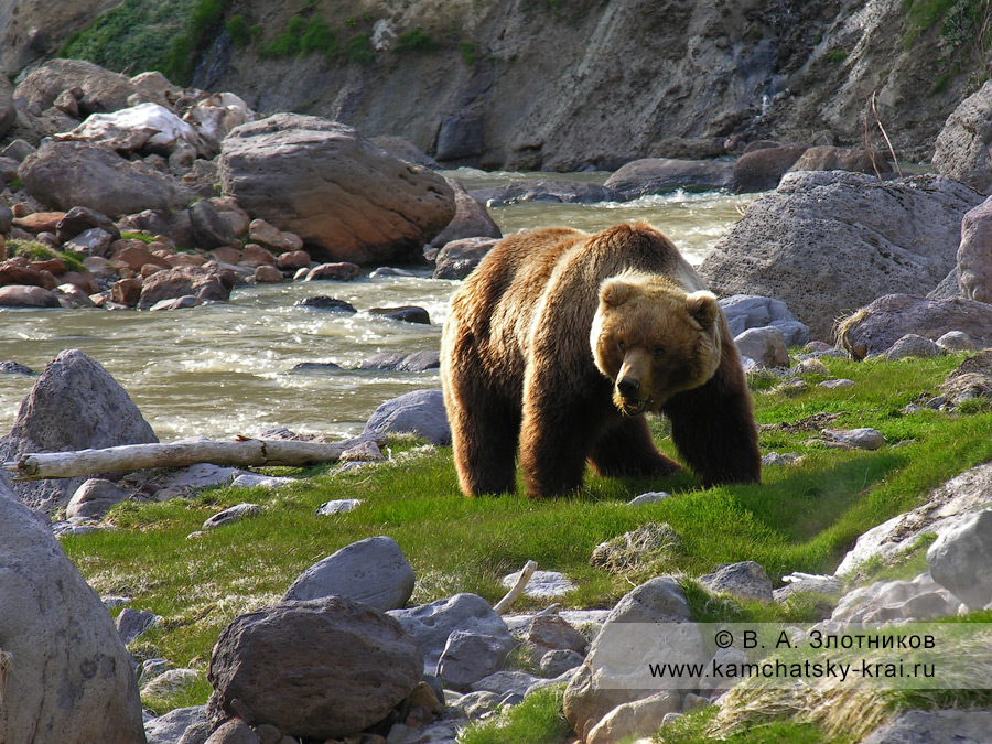 Камчатский бурый медведь у реки Гейзерной в Долине гейзеров на Камчатке