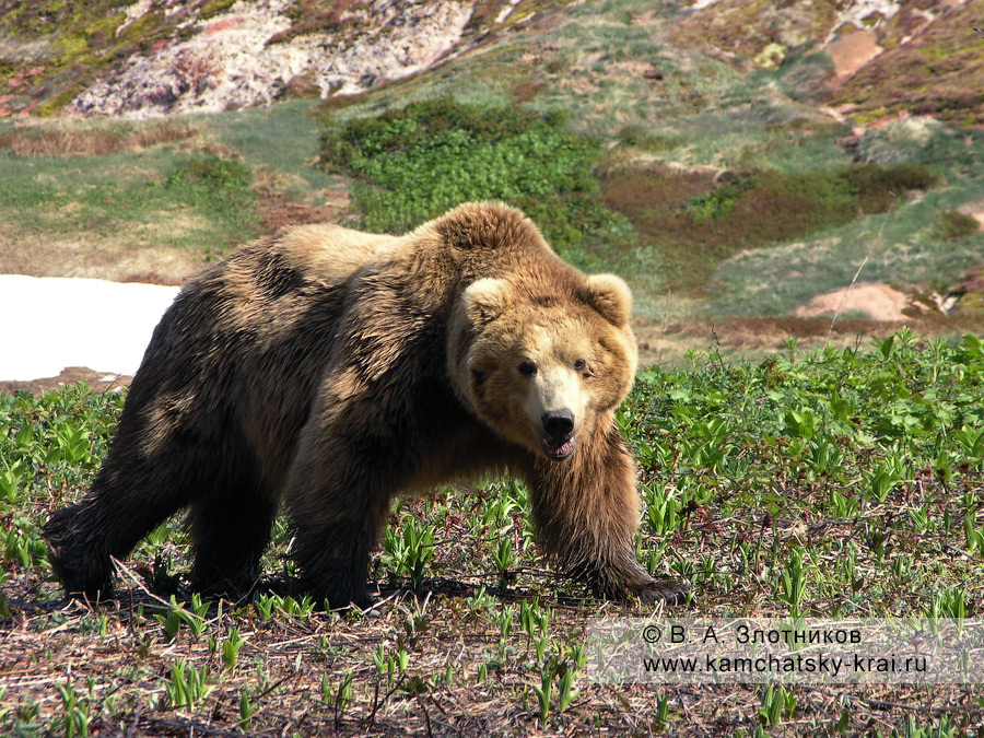 Камчатский бурый медведь. Гонный самец