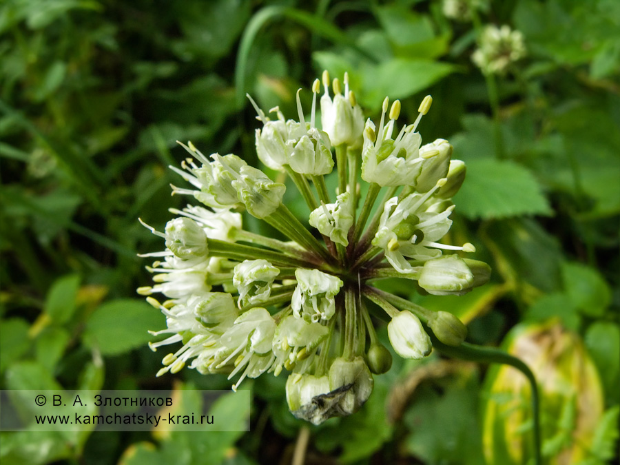 Allium ochotense Prokh. — лук охотский, или черемша (семейство Луковые — Alliaceae)