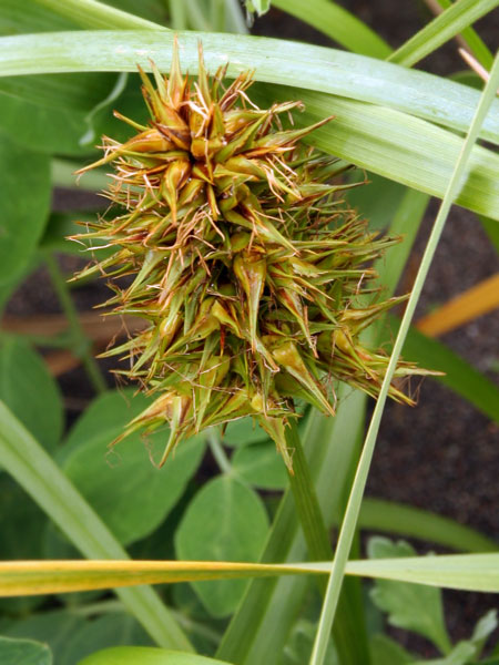 Осока большеголовая — Carex macrocephala Willd. ex Spreng. (семейство Осоковые — Cyperaceae)