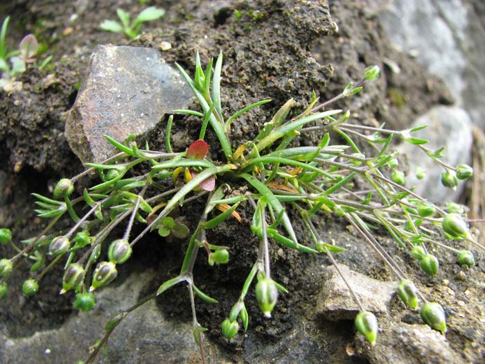 Мшанка большая — Sagina maxima A. Gray. (семейство Гвоздичные — Caryophyllaceae)