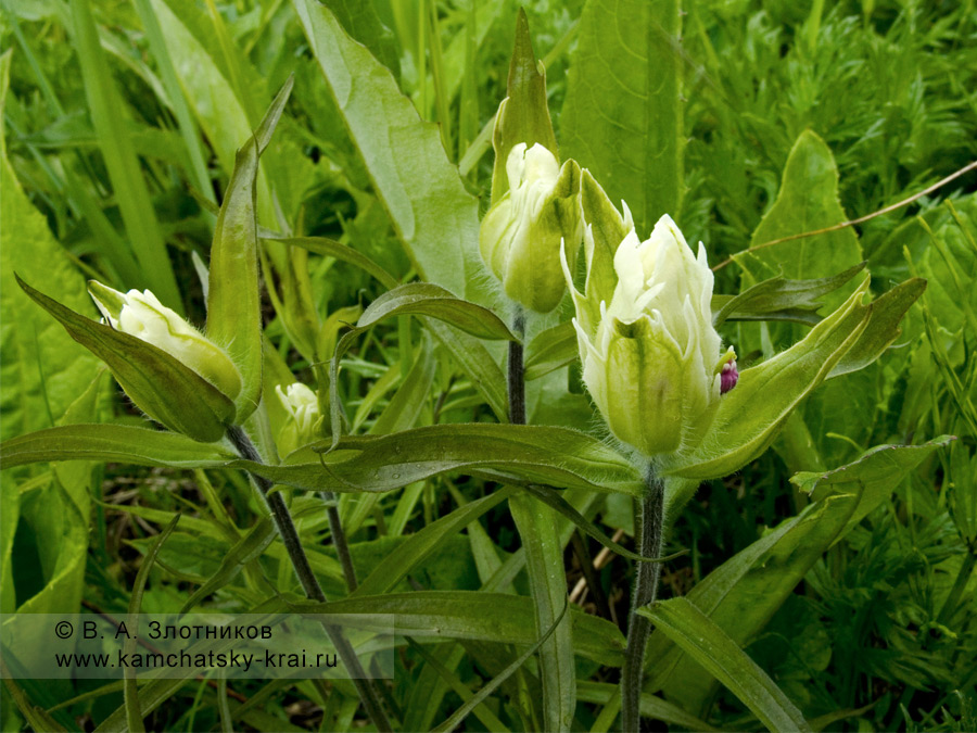 Кастиллея бледная — Castilleja pallida (L.) Spreng. s. l. (семейство Норичниковые — Scrophulariaceae)