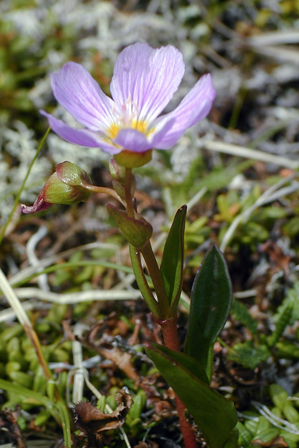 Клейтония остролистная — Claytonia acutifolia Pall. ex Schult. (семейство Portulacaceae — Портулаковые)
