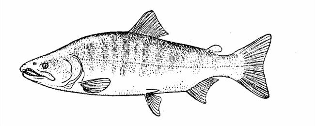 Сима Oncorhynchus masou