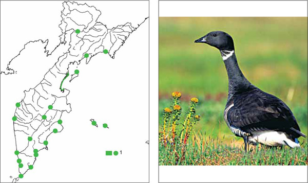 Птицы Камчатки: Американская (тихоокеанская черная) казарка