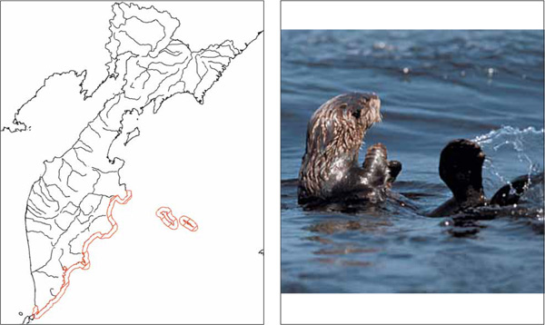 Млекопитающие Камчатки: Калан, или морская выдра Enhydra lutris (Linnaeus, 1758)