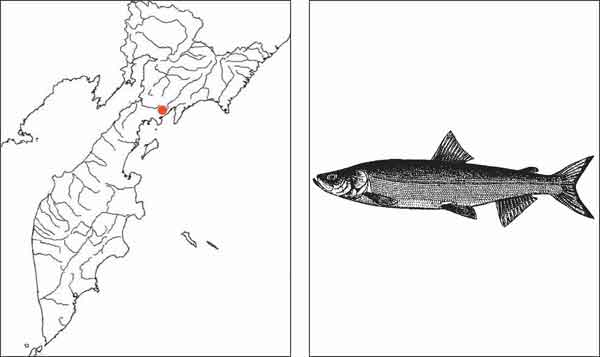 Рыбы Камчатки: Нельма Stenodus leucichthys nelma (Pallas, 1773)