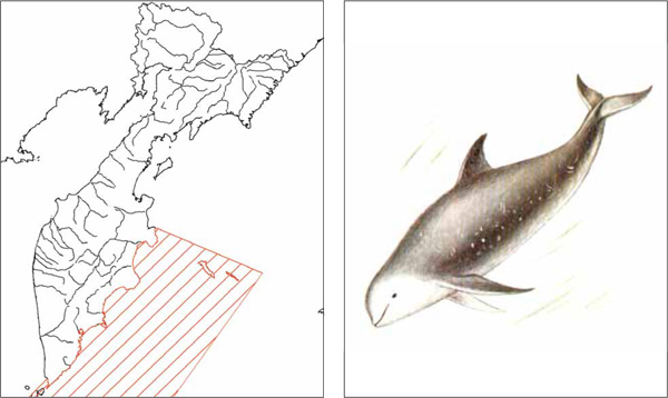 Млекопитающие Камчатки: Серый дельфин Grampus griseus (G. Cuvier, 1812)