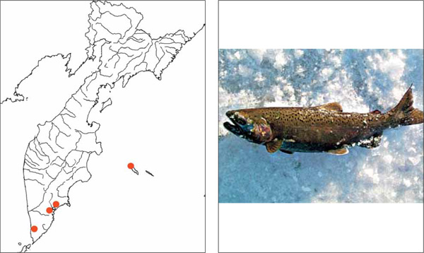 Рыбы Камчатки: Озерный кижуч Oncorhynchus kisutch (Walbaum, 1792)