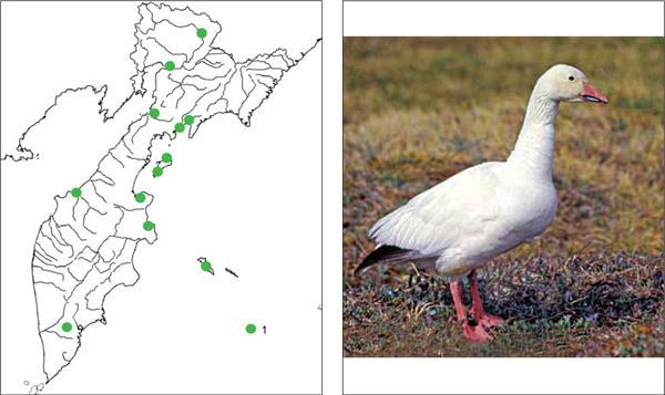Птицы Камчатки: Белый гусь Chen caerulescens