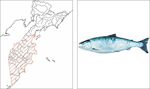 Рыбы Камчатки: Сима Oncorhynchus masou (Brevoort, 1856)