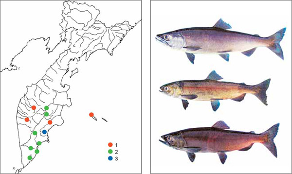 Рыбы Камчатки: Жилая нерка Oncorhynchus nerka (Walbaum, 1792)